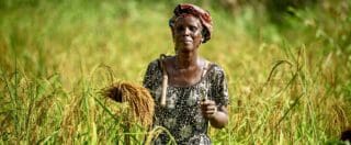 Afrique de l’Ouest | Chaînes de valeur rizicoles : le FAD débloque 99 millions de dollars Le Conseil d’administration du Fonds africain de développement a approuvé, le 20 novembre 2024 à Abidjan, un premier financement de 99,16 millions de dollars US pour développer les chaînes de valeur régionales rizicoles dans le cadre du Projet de développement des chaînes de valeur régionales rizicoles résilientes en Afrique de l’Ouest.