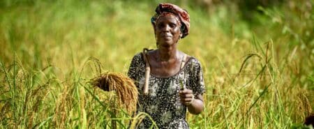 Le Conseil d’administration du Fonds africain de développement a approuvé, le 20 novembre 2024 à Abidjan, un premier financement de 99,16 millions de dollars US pour développer les chaînes de valeur régionales rizicoles dans le cadre du Projet de développement des chaînes de valeur régionales rizicoles résilientes en Afrique de l’Ouest.