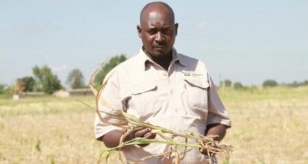 La récolte de blé s’est établie à 563.961 tonnes au terme de la campagne qui s’achève, a révélé Jenfan Muswere, ministre de l’Information dont les propos sont relayés par la presse locale et les agences internationales. C’est un niveau exceptionnel avec un bond de 20,5 % en effaçant au passage le record de 468.000 tonnes établi au cours de la campagne précédente. Pour les experts des marchés céréaliers, cette campagne illustre la résilience de la filière face à la sécheresse qui a fortement réduit les rendement