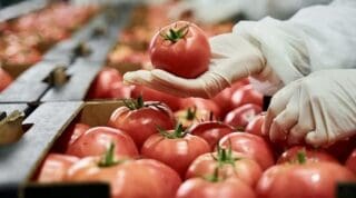 Maroc | Transformation des systèmes agroalimentaires : la BM finance à hauteur de 250 millions de dollars le programme Le secteur agroalimentaire est crucial pour la croissance économique du Maroc, représentant 16 % du produit intérieur brut et 19 % des exportations totales en 2023. Il joue également un rôle essentiel dans l’emploi, avec 67 % des emplois ruraux et 36 % de l’ensemble des emplois, dont 30 % dans l’agriculture primaire et 6 % dans l’agro-industrie.