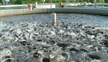 Aquaculture |le Sénégal signe un accord avec l’Égypte pour tirer profit de son expérience Il s’agit précisément d’un mémorandum d’entente signé en août dernier par la société nationale chargée de l’aquaculture dans ce pays d’Afrique du Nord et l’Agence nationale de l’aquaculture (ANA) du Sénégal. Khalid Aref, l’ambassadeur de l’Égypte au Sénégal, et Mamadou Abibou Diagne, un conseiller technique du ministre sénégalais des Pêches et des Infrastructures maritimes et portuaires, ont fait état de l’existence de ce partenariat en prenant part à une conférence publique sur "la souveraineté alimentaire, l’économie bleue et l’intégration africaine", à l’École nationale d’administration de Dakar.