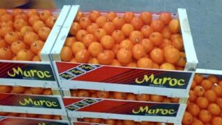 Le Maroc pourrait expédier 597.000 tonnes d’agrumes sur le marché international en 2024/2025, soit un volume en hausse de 31 % par rapport à la précédente campagne, relève le Département américain de l’Agriculture (USDA) dans un rapport sur la filière marocaine des agrumes. Par catégorie, les mandarines devraient arriver en tête des exportations avec une part de 83 %, soit 500.000 tonnes, suivies d’oranges (15 %) et de citrons. Cette prévision se fonde notamment sur une croissance de 16 % de la production locale d’agrumes en glissement annuel, soit plus de 2,1 millions de tonnes.