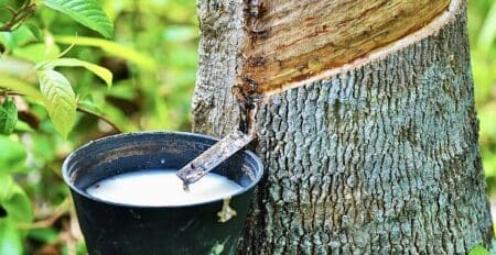 Les cours du caoutchouc naturel ont globalement augmenté en 2024 sur les principales places boursières. Ainsi, sur le compartiment des matières premières à Singapour, référence mondiale de la cotation du caoutchouc naturel standard de grade TSR 20, les prix ont grimpé de 27,1%, à 1,97 dollars le kilo sur l’ensemble de l’année. Pas loin de là, au Tokyo Commodity Exchange, où se négocient principalement des contrats pour le caoutchouc naturel standard RSS3 (Ribbed Smoked Sheet 3), les cours se sont littéralement envolés de 57,1 % !