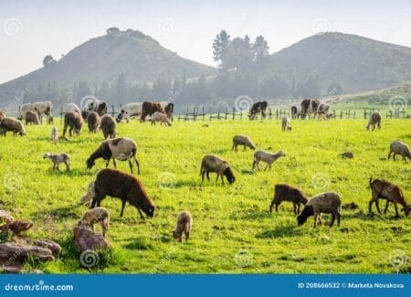Les prairies couvrent près de la moitié de la superficie du continent africain et fournissent des pâturages essentiels pour le bétail, un pilier économique pour plus de 70 % des populations rurales africaines. Cependant, les changements climatiques et le surpâturage poussent ces écosystèmes au bord du gouffre, mettant en péril à la fois l'environnement et la sécurité alimentaire.