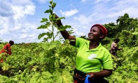 Alors que le monde est aux prises avec le changement climatique, l'Afrique est confrontée à l'urgence de parvenir à une agriculture à émissions nettes zéro. Le continent doit faire face aux phénomènes météorologiques extrêmes qui menacent la sécurité alimentaire tout en réduisant les émissions liées à l'élevage, à la riziculture et à l'utilisation d'engrais.
