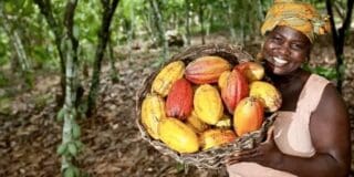 Côte d’Ivoire | Cacao : hausse du prix et mesures sociales renforcées pour les planteurs Cette nouvelle hausse intervient dans un contexte particulier, marqué par une flambée des cours mondiaux du cacao. Depuis 2024, les prix ont franchi le seuil des 10 000 dollars la tonne sur les marchés à terme, avec des prix oscillant entre 8 000 et 10 000 dollars en mars dernier. Cette envolée s'explique par une forte demande asiatique et une offre en recul dans une Afrique de l'Ouest fragilisée par des conditions climatiques défavorables. Depuis 2011, le prix payé aux planteurs a plus que doublé.