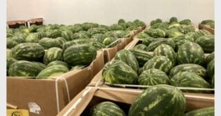 Mauritanie | Les pastèques locales gagnent le cœur de l’Europe C’est véritablement un miracle que les pastèques, jadis importés du Sénégal voisin, soient aujourd’hui consommés à vil prix par des Mauritaniens ravis d’apprendre que ce produit est même exporté vers les marchés européens. Une information reprise par les journaux mauritaniens, sous forme de triomphe, en rapportant que des dizaines de camions, voire des centaines, transitent par le port de Tanger pour aller livrer ce fruit en Europe.