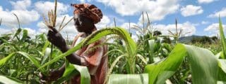 Les acteurs du secteur des ressources naturelles, notamment l'agriculture, ressentent ces effets de manière différenciée, selon le genre. Il est de plus en plus reconnu que les femmes sont particulièrement vulnérables, car elles représentent une part importante des populations pauvres et dépendent davantage des ressources naturelles menacées. Les disparités de genre se manifestent dans les rôles, les responsabilités, la prise de décision, l'accès à la terre et aux ressources, ainsi que dans les opportunités. À l'échelle mondiale, les femmes ont un accès limité aux ressources essentielles, telles que la terre, le crédit, les intrants agricoles naturels, les instances de décision, la technologie, la formation et les services de vulgarisation, ce qui entrave leur capacité à s'adapter aux changements climatiques. 