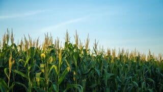 Angola | Le Chinois Citic Construction investit 250 millions de dollars pour booster l’agriculture Les travaux ont déjà commencé avec le débroussaillage de 3 000 hectares à Cuanza Norte et 5 000 hectares à Malanje, avant la plantation prévue dès l'obtention des droits fonciers. À court terme, Citic ambitionne de cultiver entre 10 000 et 20 000 hectares d'ici 2026. L'entreprise mettra en œuvre des technologies à haut rendement, visant une production de 8 tonnes de maïs et 5 tonnes de soja par hectare.