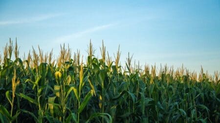 Les travaux ont déjà commencé avec le débroussaillage de 3 000 hectares à Cuanza Norte et 5 000 hectares à Malanje, avant la plantation prévue dès l'obtention des droits fonciers. À court terme, Citic ambitionne de cultiver entre 10 000 et 20 000 hectares d'ici 2026. L'entreprise mettra en œuvre des technologies à haut rendement, visant une production de 8 tonnes de maïs et 5 tonnes de soja par hectare.