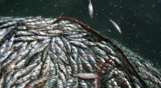 Ressources halieutiques | Subventions à la pêche : l’Afrique pourrait enfin souffler face aux flottes étrangères Adopté en 2022, il vise à éliminer les 22 milliards de dollars de subventions nocives qui favorisent la pêche illégale, la surpêche et l’exploitation des zones de haute mer non régulées. Pour l’Afrique, où la pêche fournit plus de 50 % des protéines animales dans certaines régions et emploie près de 12 millions de personnes, cette avancée pourrait se traduire par une réduction de la pression exercée par les flottes étrangères massivement subventionnées. Selon l’Union africaine, la pêche illégale fait perdre chaque année au moins 11,2 milliards de dollars à l’Afrique. L’accord impose également plus de transparence et de collecte de données, un défi pour des pays aux moyens limités, et pourrait inciter certains États africains à revoir leurs modestes subventions nationales si certains stocks sont jugés surexploités. Un fonds de 18 millions de dollars US a été créé pour accompagner les pays en développement et les PMA dans cette transition.