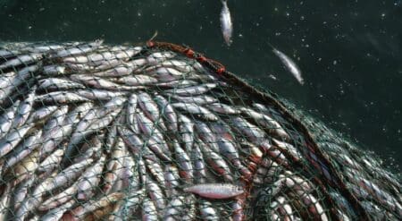 Adopté en 2022, il vise à éliminer les 22 milliards de dollars de subventions nocives qui favorisent la pêche illégale, la surpêche et l’exploitation des zones de haute mer non régulées. Pour l’Afrique, où la pêche fournit plus de 50 % des protéines animales dans certaines régions et emploie près de 12 millions de personnes, cette avancée pourrait se traduire par une réduction de la pression exercée par les flottes étrangères massivement subventionnées. Selon l’Union africaine, la pêche illégale fait perdre chaque année au moins 11,2 milliards de dollars à l’Afrique. L’accord impose également plus de transparence et de collecte de données, un défi pour des pays aux moyens limités, et pourrait inciter certains États africains à revoir leurs modestes subventions nationales si certains stocks sont jugés surexploités. Un fonds de 18 millions de dollars US a été créé pour accompagner les pays en développement et les PMA dans cette transition.