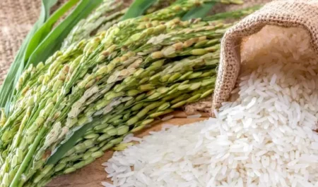 USA Rice, l’organisation faîtière de l’industrie rizicole américaine, a réuni à Casablanca 60 importateurs et meuniers venus du Bénin, du Cameroun, de la Côte d’Ivoire, du Ghana, du Libéria, du Maroc, du Nigéria, du Sénégal et de la Tunisie, pour promouvoir le riz américain. «Les États-Unis disposent d’un riz de qualité, sûr et constant, répondant à de fortes normes sanitaires,», souligne Eszter Somogyi, Directrice Afrique de USA Rice.