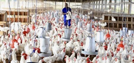Le 30 septembre 2025, Norfund a officialisé une prise de participation de 20 millions d’euros dans la SIPRA, l’une des plus grandes entreprises avicoles intégrées d’Afrique de l’Ouest. Basée à Abidjan et filiale du Groupe AVOS, la société emploie plus de 1 200 personnes et s’appuie sur des milliers de petits exploitants agricoles dans sa chaîne de valeur.