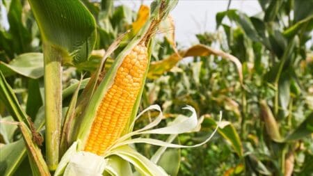 Le Burkina Faso vient de marquer l’histoire de son agriculture. Réuni sous la présidence du Chef de l’État, le Capitaine Ibrahim Traoré, le Conseil des ministres a examiné les chiffres d’une campagne qui fera date. Pour la première fois, le pays affiche un taux de couverture des besoins céréaliers de 126,4 %. Ce chiffre signifie que le Burkina Faso produit désormais bien plus que ce que sa population consomme, dégageant un excédent confortable pour la constitution de stocks de sécurité ou l’exportation régionale.