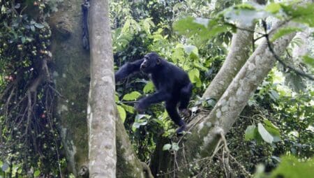 Avec ses 3300 hectares, la réserve forestière naturelle  de Bururi  est une aire protégée du sud du pays riche en faune et en flore. Elle est située  sur la crête Congo-Nil dans les hautes terres du sud du Burundi surplombant la région Imbo, longeant le Lac Tanganyika.