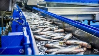 Maroc | Sardines : le gouvernement ferme temporairement le robinet des exportations Le Maroc interdira l’exportation de sardines congelées à partir du 1er février prochain. L’annonce a été faite le lundi 5 janvier par Zakia Driouich, secrétaire d’État chargée de la pêche maritime, sans précision sur la durée de cette mesure exceptionnelle. Objectif affiché : renforcer l’approvisionnement du marché national et contenir la hausse des prix pour les consommateurs, dans un contexte de tension accrue sur cette ressource prisée par le consommateur marocain, particulièrement durant le mois de Ramadan.