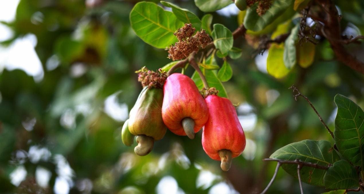 Afrique de l’Ouest | Développement de l’agriculture : la BERD via Robust International en appui à la Côte d’Ivoire et au Nigeria La Banque européenne pour la reconstruction et le développement (BERD) renforce les chaînes de valeur agroalimentaires en Afrique subsaharienne grâce à un prêt pouvant atteindre 70 millions de dollars US à Robust International, une société spécialisée dans le commerce et la transformation de produits agricoles.
