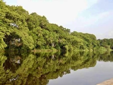 Les tourbières tropicales qui jouent un rôle crucial dans la régulation du climat, étaient supposées conserver leur carbone en toute sécurité pendant des millénaires. Les chercheurs de l'ETH Zurich ont découvert que jusqu'à 40 % des émissions de dioxyde de carbone des lacs Maï Ndombe et Tumba proviennent d'anciens dépôts de tourbe, dont certains ont plus de 3.000 ans, plutôt que de matières végétales récentes.
