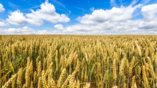 L’optimisme est de mise dans l’agriculture marocaine. Lors d’un point de presse tenu le 12 mars à l’issue du Conseil de gouvernement, le Chef du gouvernement Aziz Akhannouch a annoncé que la croissance du secteur pourrait atteindre 15 % cette année. Une performance qui devrait contribuer à soutenir la dynamique de l’économie nationale.
