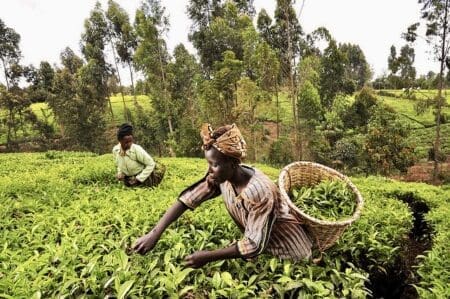 À l’occasion de l’Africa Forward Summit, coorganisé par la France et le Kenya les 11 et 12 mai à Nairobi, Proparco a officiellement lancé FARM+, une initiative destinée à renforcer la résilience agricole africaine face aux secousses géopolitiques mondiales.