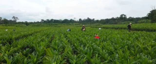 Wilmar International Limited et Tropical General Investments Group (TGI) ont annoncé la création prochaine d’une coentreprise destinée à consolider leurs activités agroalimentaires au Nigeria et en République du Bénin. Selon un communiqué conjoint publié le 2 juin, cette opération vise à constituer une plateforme intégrée allant de la production agricole à la distribution de produits alimentaires, en passant par la transformation industrielle.