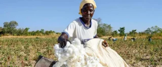 Pendant longtemps, les politiques agricoles africaines ont principalement été pensées sous l'angle de la production. Produire davantage. Étendre les surfaces cultivées. Accroître les rendements. Or le véritable défi africain n'est plus uniquement celui de la production agricole. Il est celui de l'organisation des chaînes de valeur. Dans ce contexte, une notion devient absolument centrale : l'agrégation.