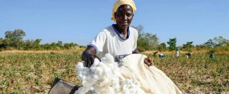 Pendant longtemps, les politiques agricoles africaines ont principalement été pensées sous l'angle de la production. Produire davantage. Étendre les surfaces cultivées. Accroître les rendements. Or le véritable défi africain n'est plus uniquement celui de la production agricole. Il est celui de l'organisation des chaînes de valeur. Dans ce contexte, une notion devient absolument centrale : l'agrégation.