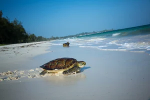 Plus de 100 gouvernements, entreprises et organisations de la société civile ont annoncé 320 nouveaux engagements, représentant une valeur totale de 6,4 milliards de dollars, afin de faire progresser la conservation des océans, la pêche durable, la résilience climatique et l’économie bleue lors de la conférence internationale Our Ocean 2026, qui s’est achevée le 18 juin à Mombasa, au Kenya.