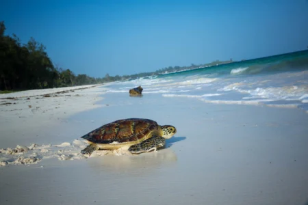 Plus de 100 gouvernements, entreprises et organisations de la société civile ont annoncé 320 nouveaux engagements, représentant une valeur totale de 6,4 milliards de dollars, afin de faire progresser la conservation des océans, la pêche durable, la résilience climatique et l’économie bleue lors de la conférence internationale Our Ocean 2026, qui s’est achevée le 18 juin à Mombasa, au Kenya.