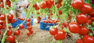 Pour le Haut-commissariat au Plan, la relance de l’économie marocaine, amorcée en 2023, s’est heurtée au 1er trimestre, à une accumulation de chocs qui ont lourdement impacté les filières secondaires, entraînant un repli de leur valeur ajoutée de 1%, après 10 trimestres de hausses consécutives.