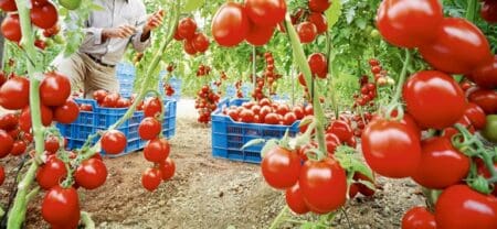 Pour le Haut-commissariat au Plan, la relance de l’économie marocaine, amorcée en 2023, s’est heurtée au 1er trimestre, à une accumulation de chocs qui ont lourdement impacté les filières secondaires, entraînant un repli de leur valeur ajoutée de 1%, après 10 trimestres de hausses consécutives.