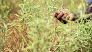 Plus de 30 millions de petits exploitants agricoles exercent leur activité en Afrique subsaharienne. Ils représentent 80 % des exploitations et produisent 70 % de l'alimentation de la région (FIDA). Pourtant, nombre d'entre eux ont un accès limité au financement, aux intrants de qualité, aux acheteurs fiables et à l'information sur les marchés. Parallèlement, ils figurent parmi les populations les plus exposées aux changements climatiques et aux aléas climatiques, qui menacent les récoltes, les revenus et la sécurité alimentaire.