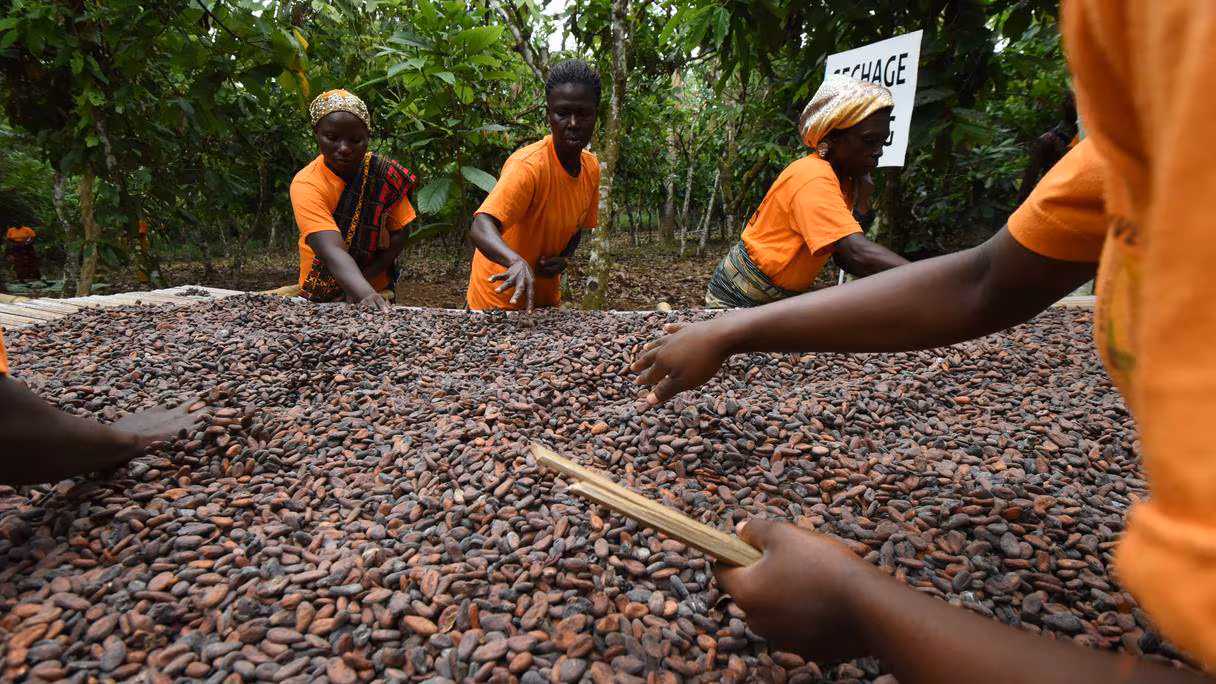 Cette baisse prévue intervient alors que le secteur est à la peine depuis plusieurs saisons. Deuxième producteur mondial de cacao derrière la Côte d'Ivoire, le Ghana fait face depuis plusieurs campagnes à une succession de chocs qui fragilisent sa filière.