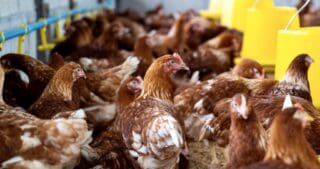 Annoncée en mai 2025 par le président Brice Clotaire Oligui Nguema, l'interdiction vise à développer la production avicole locale et à réduire la dépendance du Gabon aux importations. Le pays importe actuellement environ 95 % de son poulet de chair, principalement en provenance de l'Union européenne, du Brésil et, dans une moindre mesure, des États-Unis.