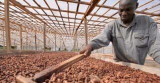 Alors que le Conseil du Café-Cacao confirmait le 1er septembre la fixation du prix bord champ à 1 200 FCFA/kg pour la saison principale, cette rentrée a aussi été l’occasion de déployer plusieurs réformes profondes de la filière.