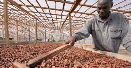 Alors que le Conseil du Café-Cacao confirmait le 1er septembre la fixation du prix bord champ à 1 200 FCFA/kg pour la saison principale, cette rentrée a aussi été l’occasion de déployer plusieurs réformes profondes de la filière.