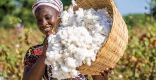 L'Angola cherche au Brésil les recettes d'une renaissance cotonnière. Une délégation du ministère de l'Industrie et du Commerce, accompagnée de représentants de la Banque de développement d'Angola (BDA), s'est rendue le 18 septembre à Brasilia pour explorer des pistes de coopération avec l'Association brésilienne des producteurs de coton (ABRAPA).