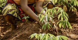 Lancé lors de la COP15 et officialisé par décret présidentiel, l'Abidjan Legacy Program (ALP) concrétise l'engagement de l'État en faveur de la restauration des terres dégradées. Sa collaboration avec l'ONG AEIE permet de mettre en œuvre sur le terrain les orientations environnementales du PND.